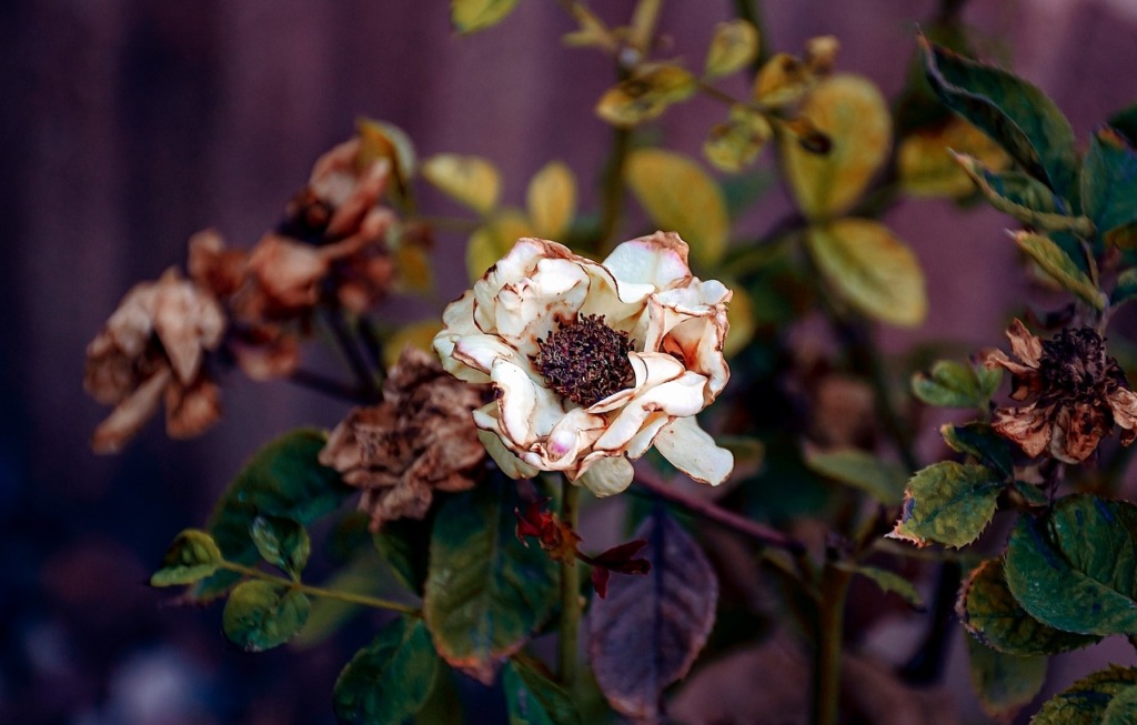 Dry Roses Flowers Withered Wilted  - Ri_Ya / Pixabay