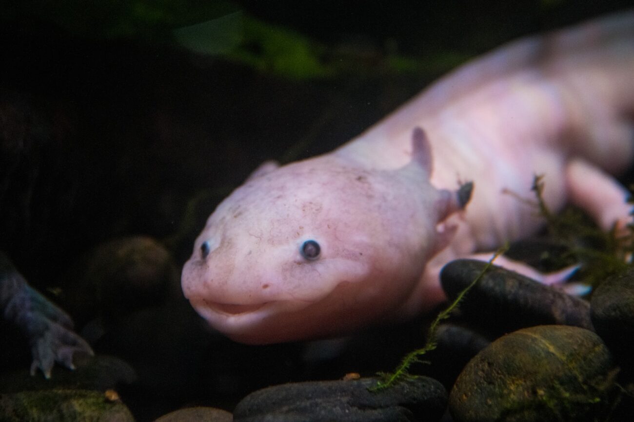 a close up of an animal on a bed of rocks
