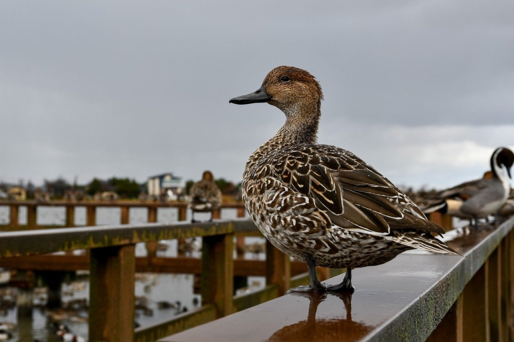 Duck Bird Animal Wild Animals  - Johnnys_pic / Pixabay