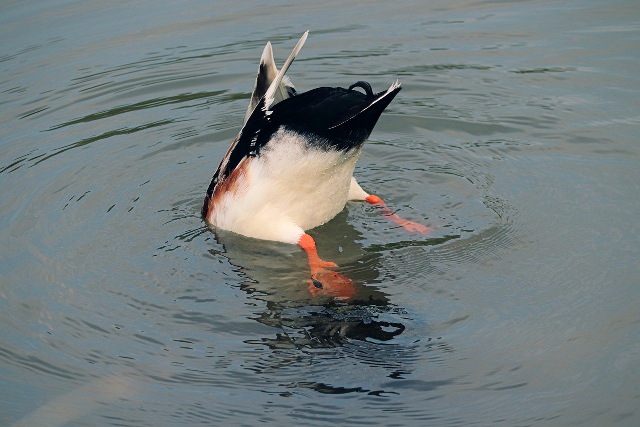 Duck Diving Duck Lake Rump Mallard  - manfredrichter / Pixabay