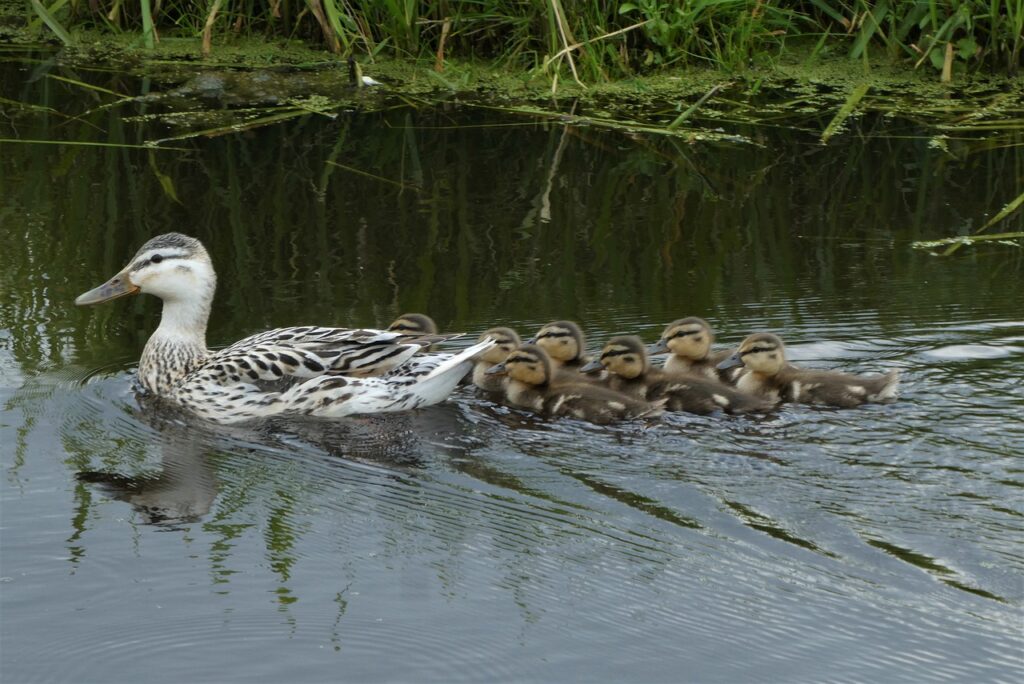 Duck Family Young Ducks Mother Duck  - Elsemargriet / Pixabay