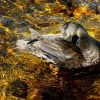 Duck Lake Waterfowl Water Bird  - AlainAudet / Pixabay
