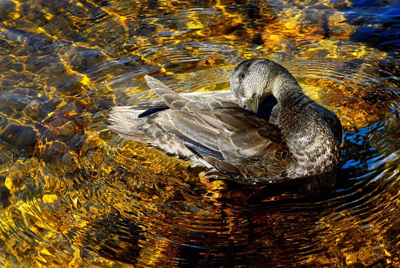 Duck Lake Waterfowl Water Bird - AlainAudet / Pixabay