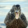 Duck Open Beak Open Beak Character  - Petrucy / Pixabay