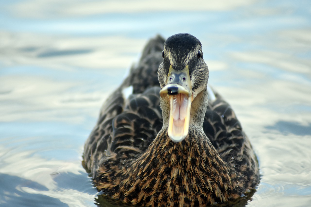 Duck Open Beak Open Beak Character  - Petrucy / Pixabay