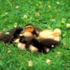 Ducklings Birds Meadow Waterfowls  - chow5325 / Pixabay