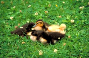 Ducklings Birds Meadow Waterfowls  - chow5325 / Pixabay
