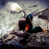 Ducks Battle Birds Mallards Drake  - Tho-Ge / Pixabay