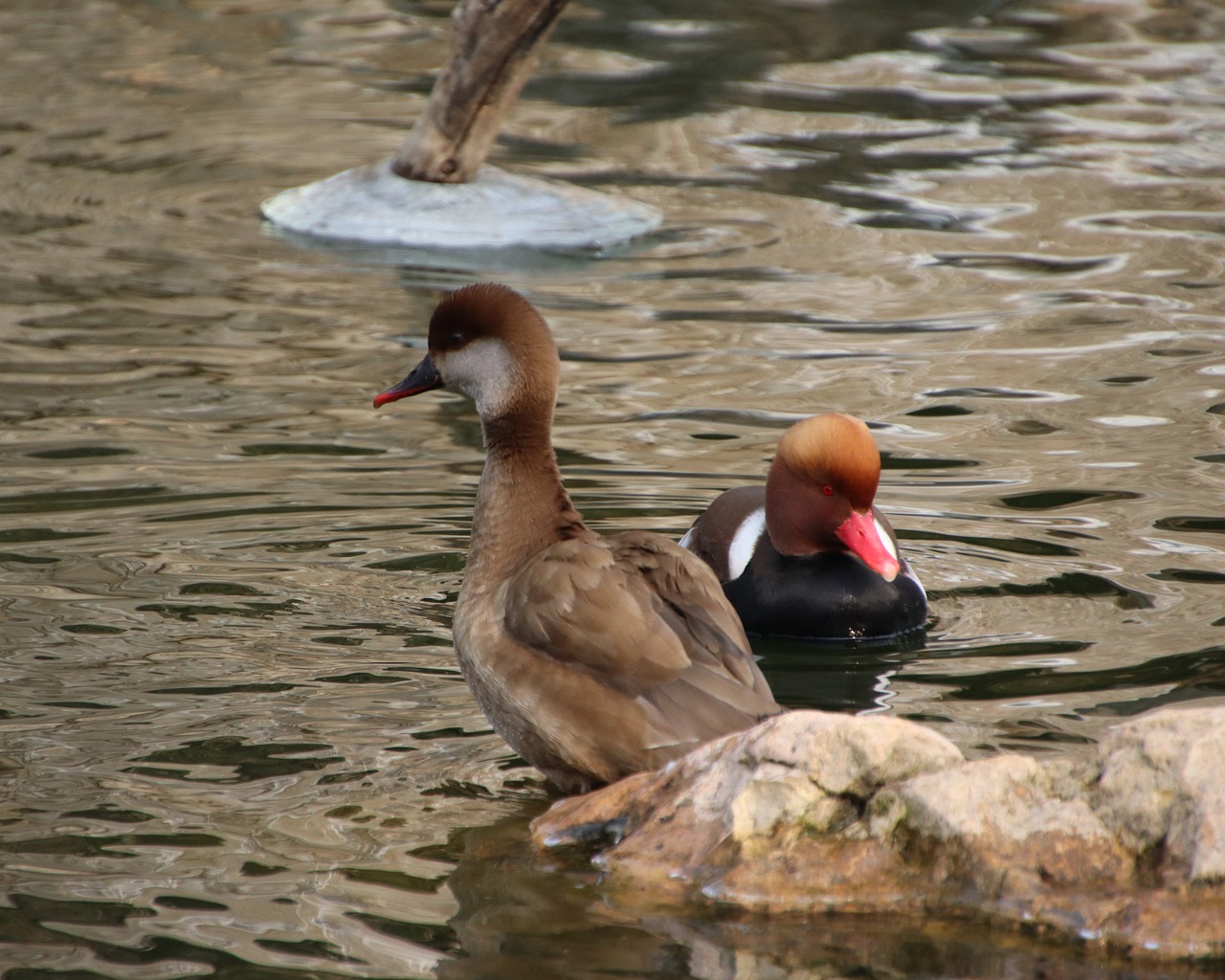 Ducks Common Pochard Lake Pond  - Lancier / Pixabay