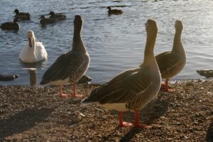 Ducks Swan Opponents Nature Lake  - josefschiller / Pixabay