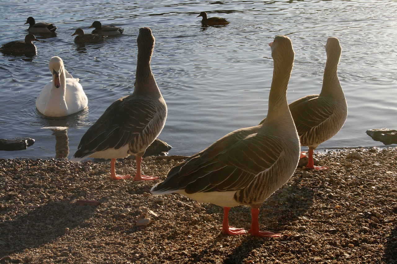 Ducks Swan Opponents Nature Lake - josefschiller / Pixabay