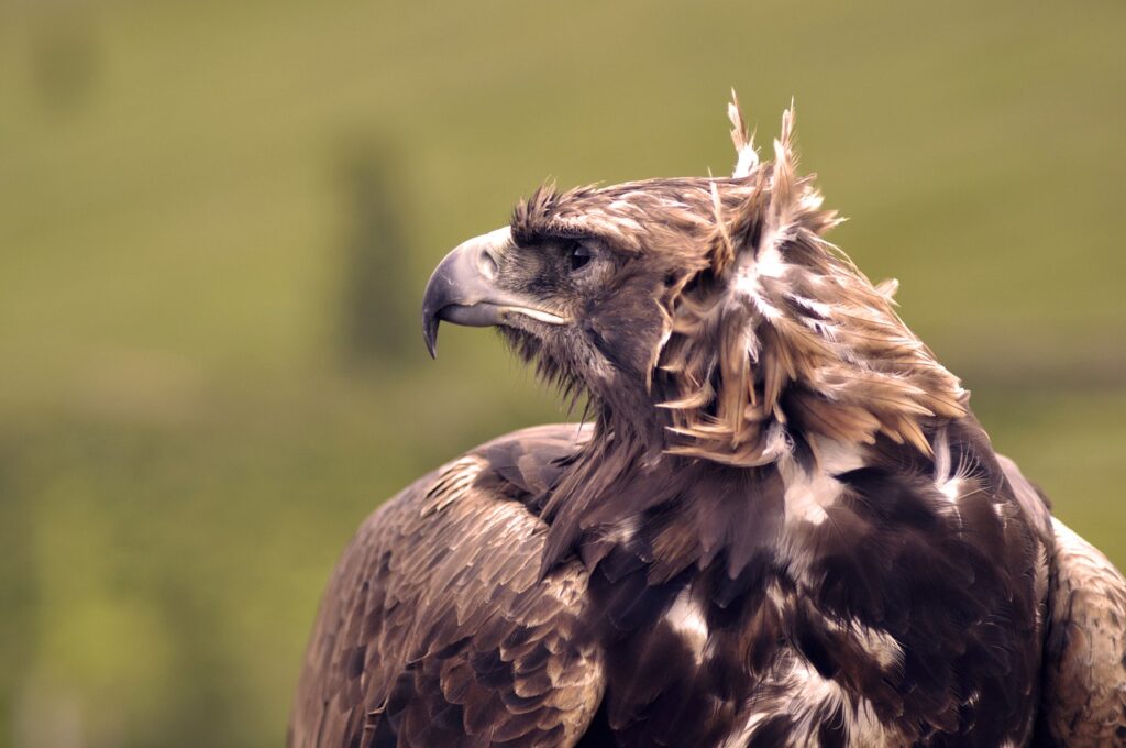 Eagle Bird Animal Raptor Nature  - Erdenebayar / Pixabay