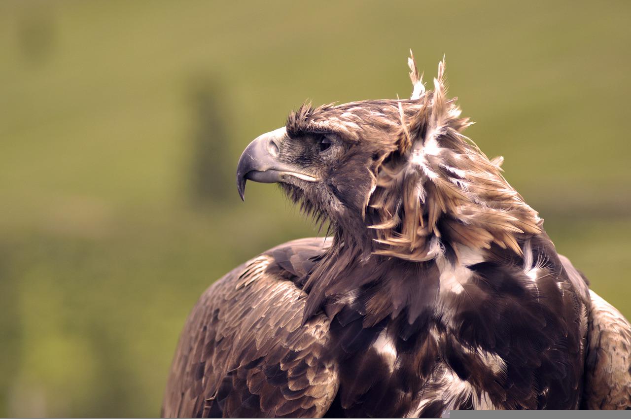 Eagle Bird Animal Raptor Nature  - Erdenebayar / Pixabay