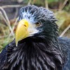 Eagle Bird Animal Wildlife Raptor  - blende12 / Pixabay