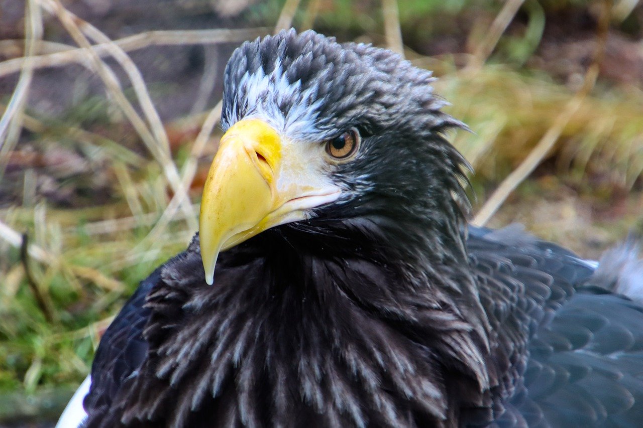 Eagle Bird Animal Wildlife Raptor  - blende12 / Pixabay