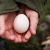 Egg Shell Hands Chicken Poultry  - nikolaus-online / Pixabay