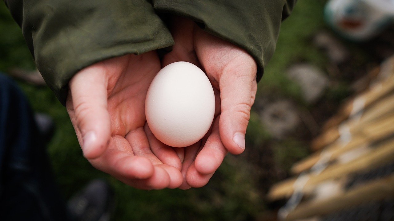 Egg Shell Hands Chicken Poultry  - nikolaus-online / Pixabay