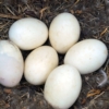 Eggs Nest Mallard Nature Waterfowl  - gayleenfroese2 / Pixabay
