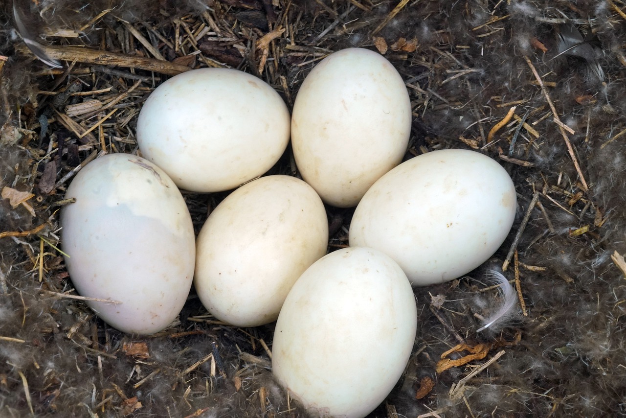 Eggs Nest Mallard Nature Waterfowl - gayleenfroese2 / Pixabay