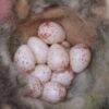 Eggs Nest Speckled Hatching  - Tim_br / Pixabay