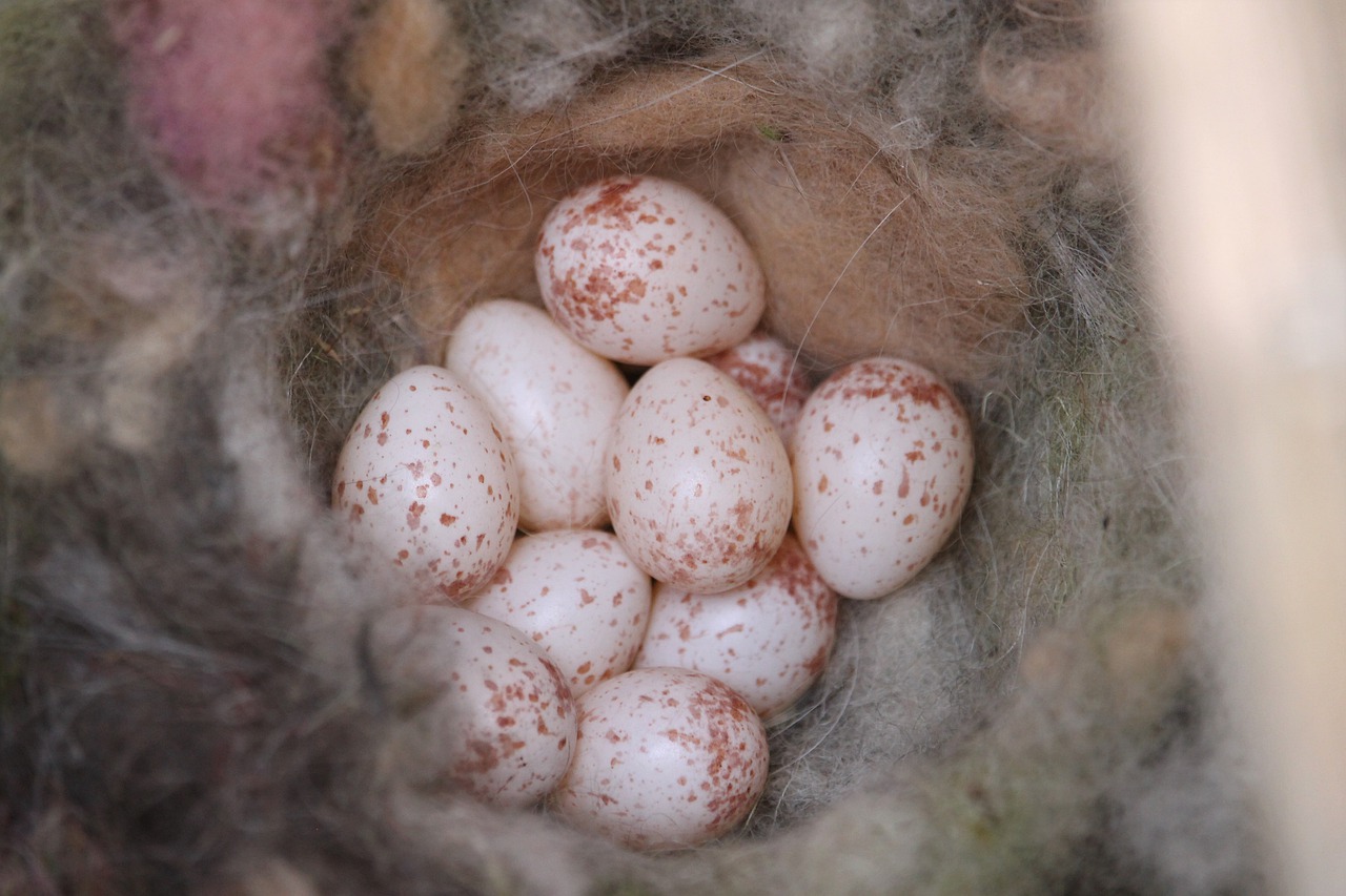 Eggs Nest Speckled Hatching  - Tim_br / Pixabay