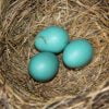 Eggs Robin Nest Blue Spring Bird  - lmt56 / Pixabay