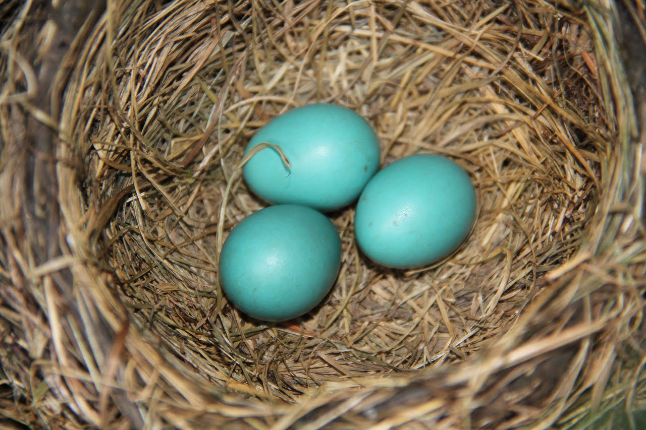 Eggs Robin Nest Blue Spring Bird  - lmt56 / Pixabay