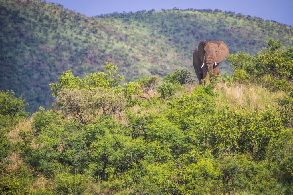 Elephant African Elephant Africa  - Cat001 / Pixabay