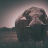 Elephant Animal Mammoth Mammoth  - StockSnap / Pixabay