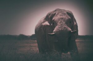 Elephant Animal Mammoth Mammoth  - StockSnap / Pixabay