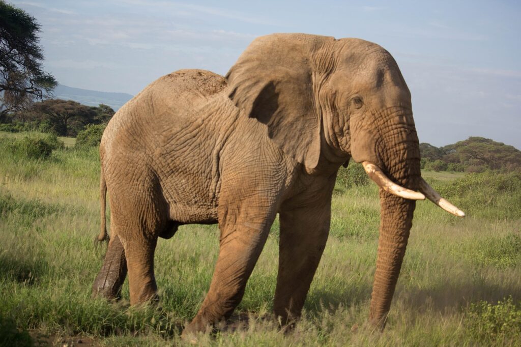 Elephant Animal Safari  - Santosian_noor / Pixabay