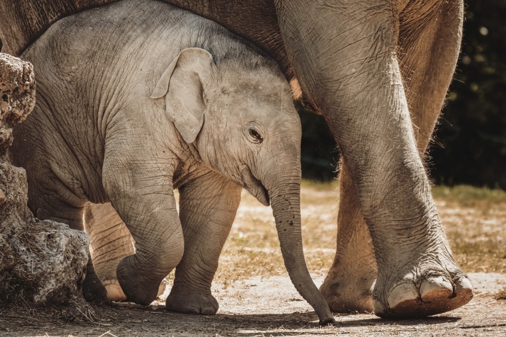 Elephant Baby Elephant Animals  - Alexas_Fotos / Pixabay