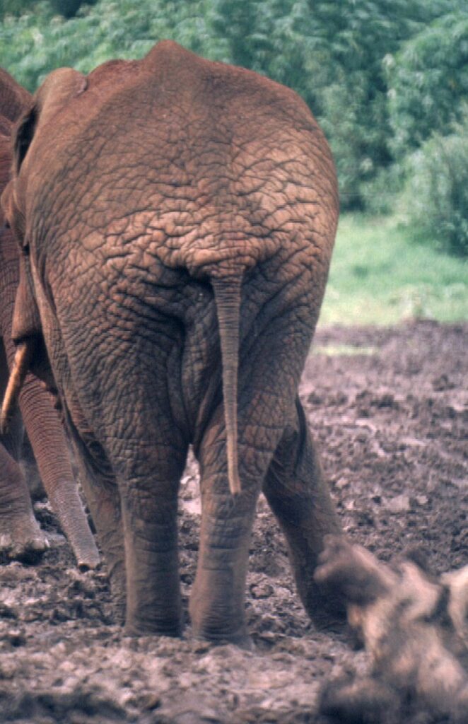 Elephant Backside Bottom Tail Back  - annerivendell / Pixabay