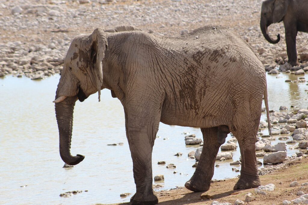Elephant Bathing Tusks Trunk  - fhas / Pixabay