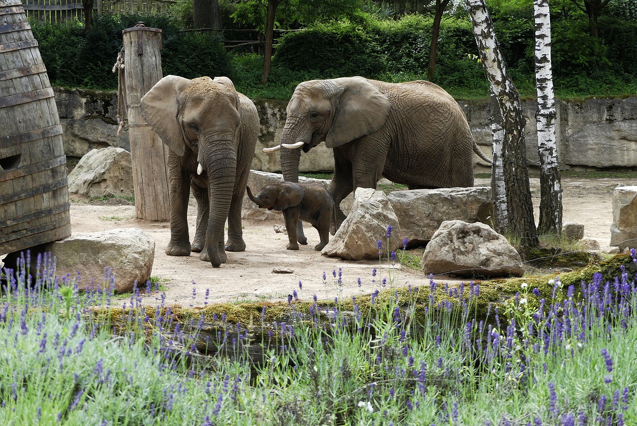 Elephants Animals Calf Family - Marijakes / Pixabay