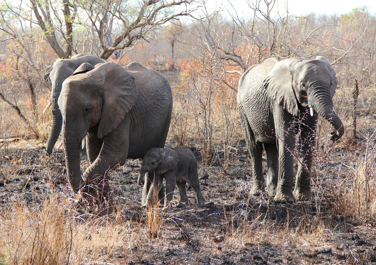 Elephants Calf Safari Baby Elephant  - JonHoefer / Pixabay