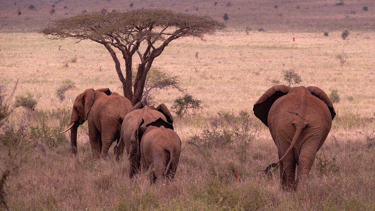 Elephants Herd Safari Animals - hbieser / Pixabay