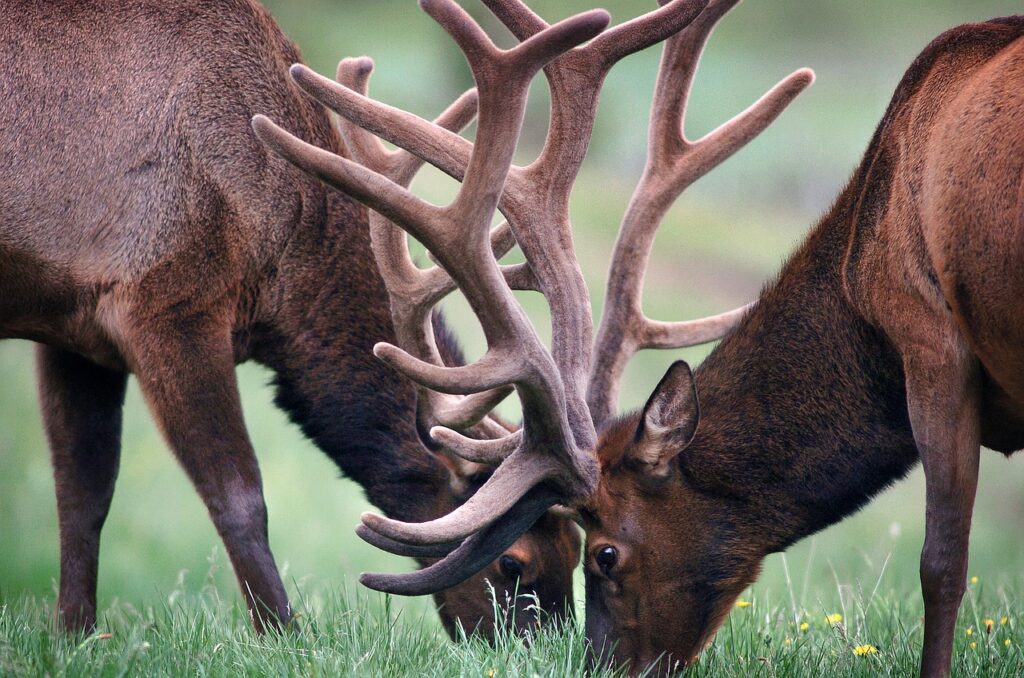 Elks Antlers Deers Pair Horns  - rickhouchin / Pixabay