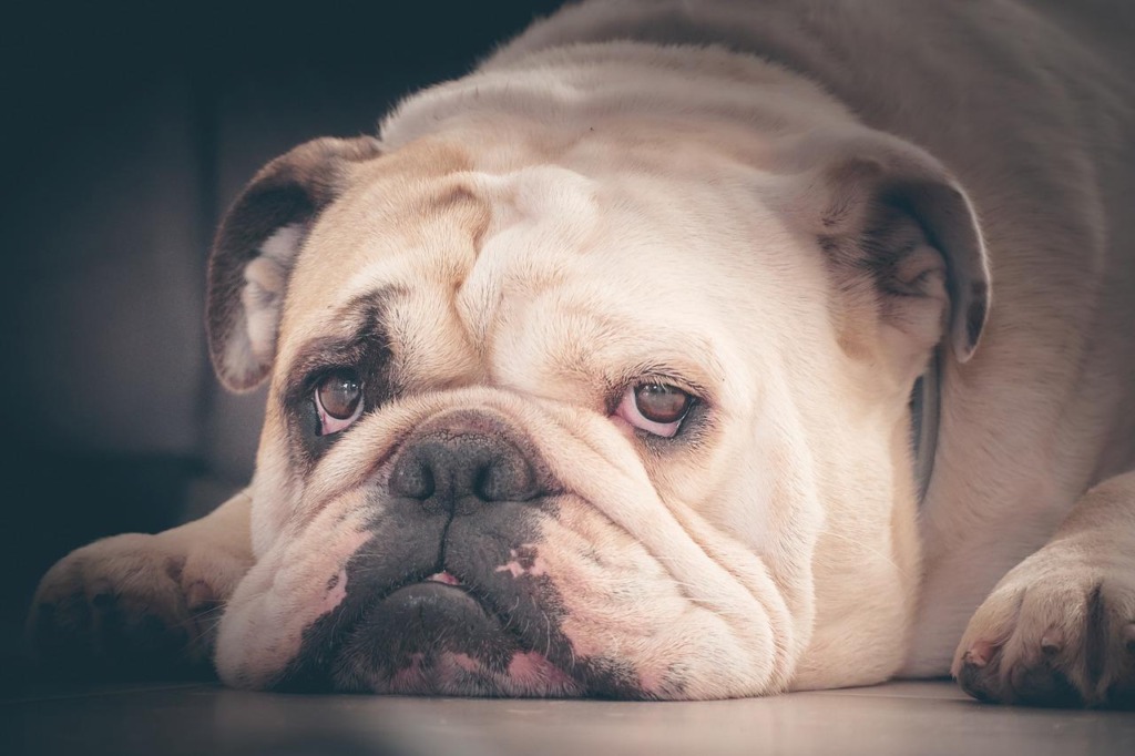 English Bulldog Bulldog Dog Cute  - cp17 / Pixabay