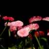 English Daisy Flowers Plants  - we-o_rd35vfjgdnyzud3fw / Pixabay