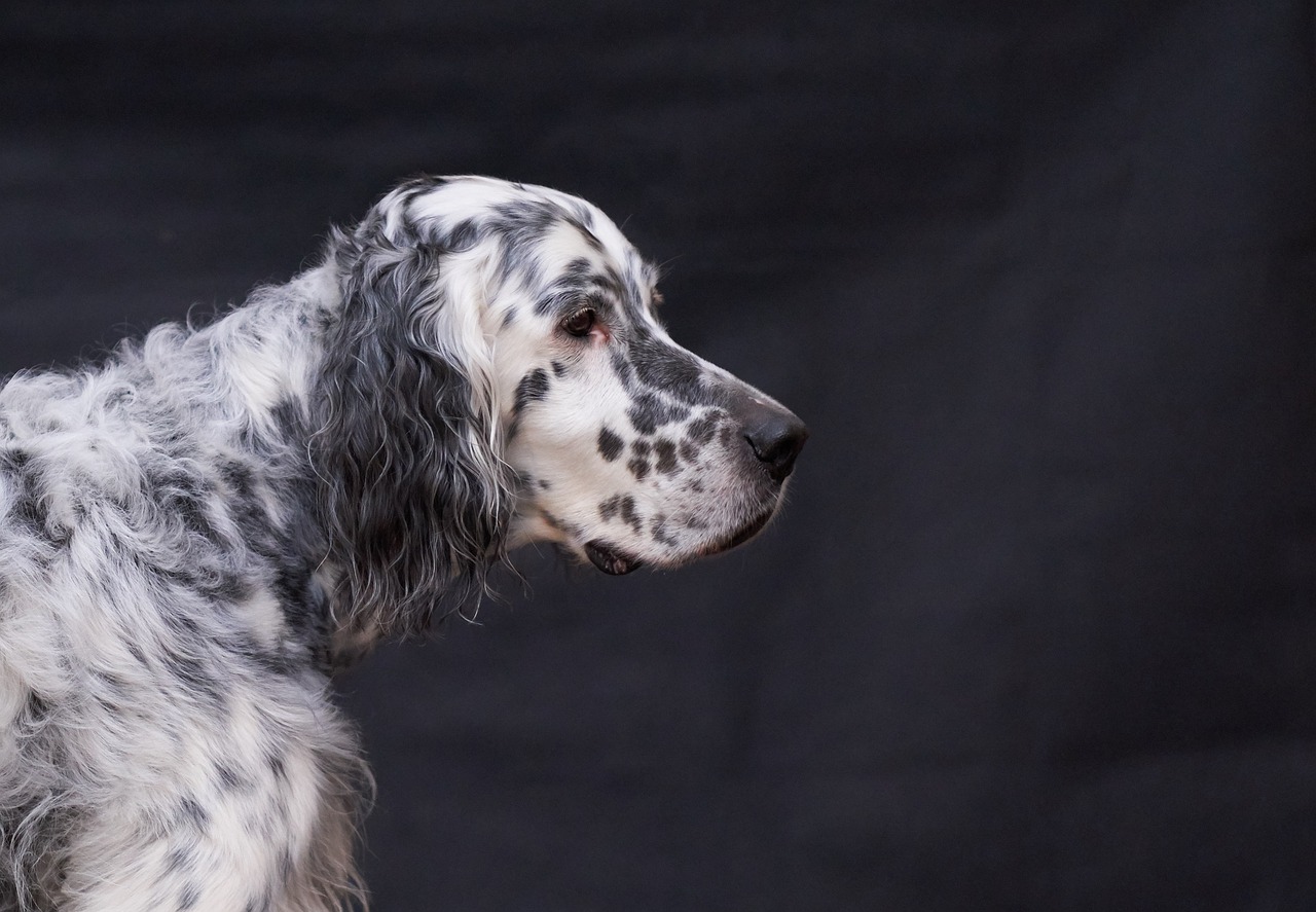 English Setter Dog Pet Animal  - eni-mail / Pixabay