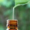 Essential Oil Extract Plants Nature  - GloboxR / Pixabay