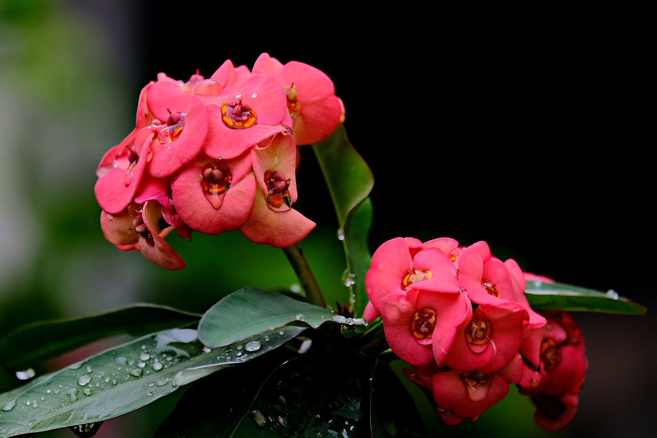 Euphorbia Milii Crown Of Thorns - ignartonosbg / Pixabay