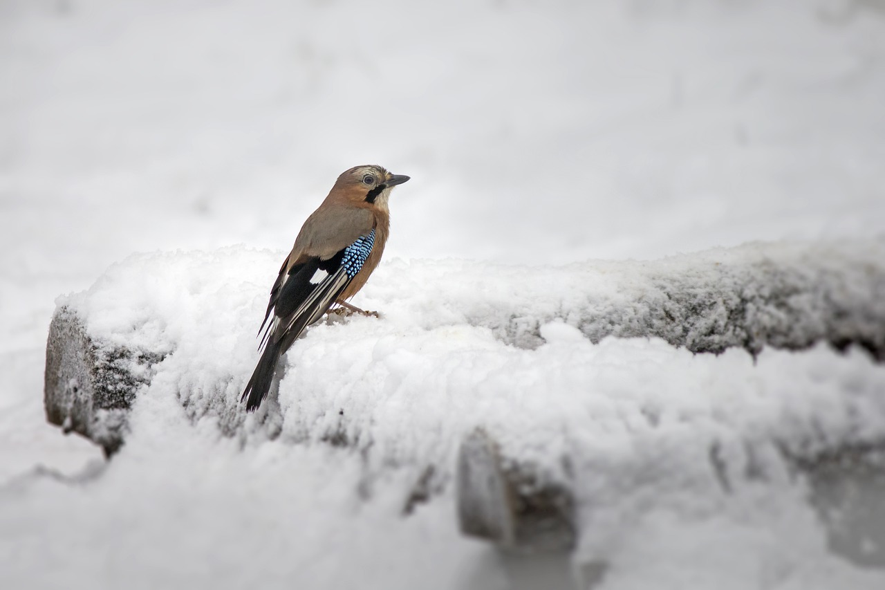 Eurasian Jay Garrulus Glandarius  - Erik_Karits / Pixabay