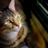 European Shorthair Cat Pet Animal  - moshehar / Pixabay