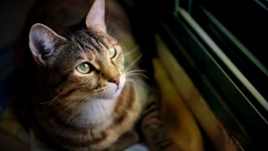 European Shorthair Cat Pet Animal  - moshehar / Pixabay