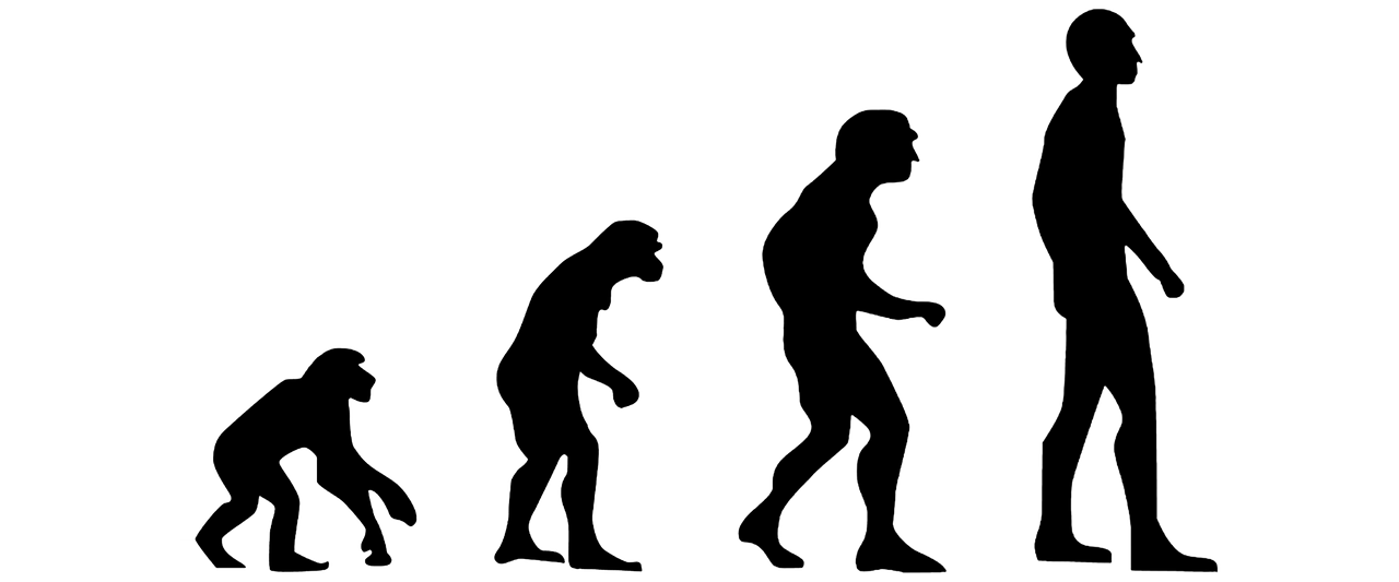 Evolution Human Evolution  - ConexaoCabeca / Pixabay