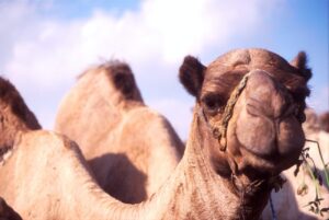 shallow focus photography of camel