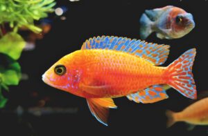 Fairy Wrasse Wrasse Fish  - Capri23auto / Pixabay