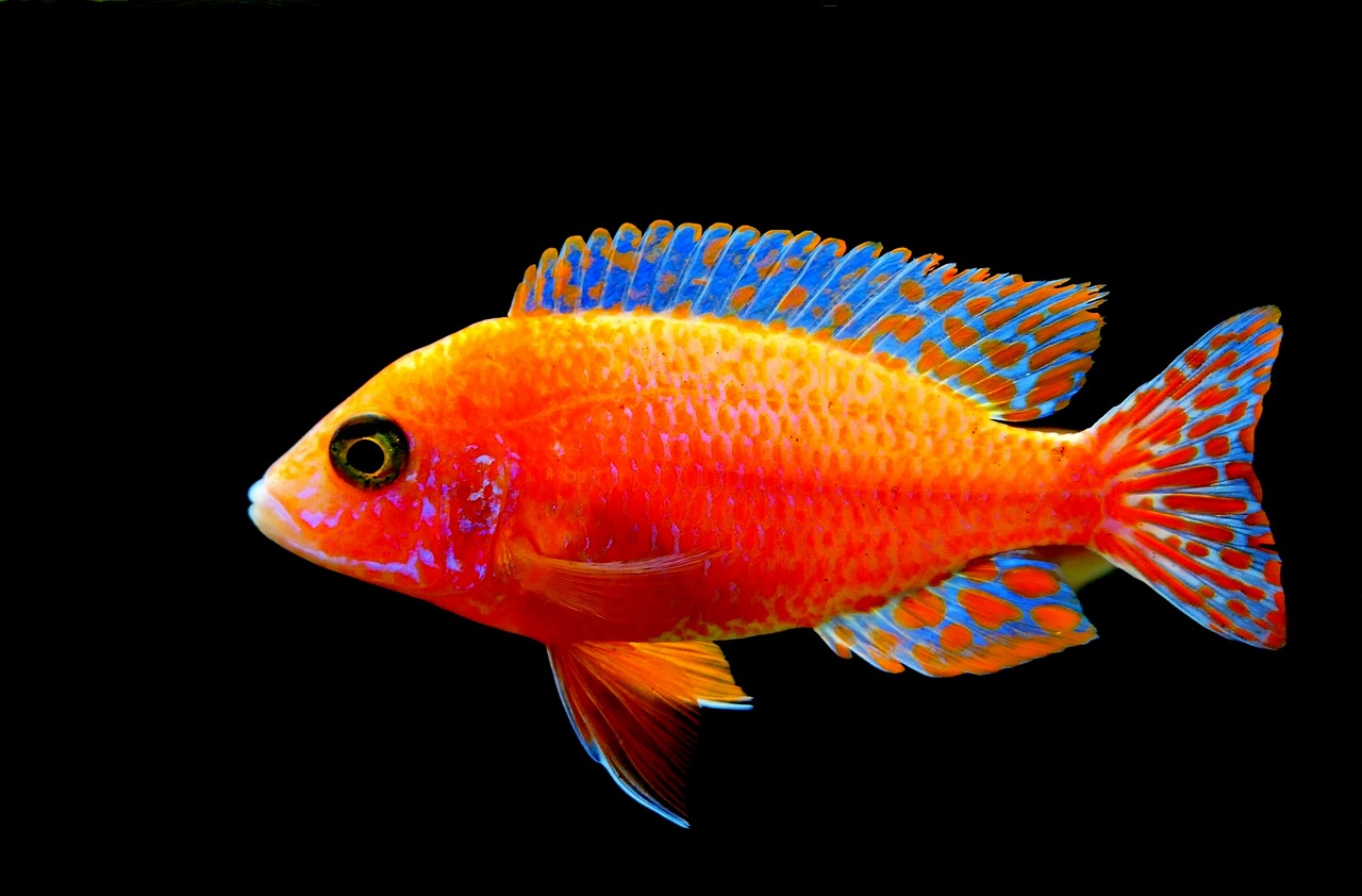 Fairy Wrasse Wrasse Fish - Capri23auto / Pixabay
